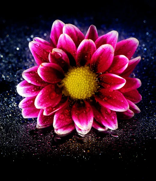 Živé orosené květina na černém pozadí — Stock fotografie