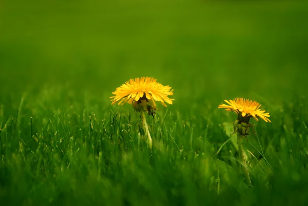 Bahar dandelions — Stok fotoğraf