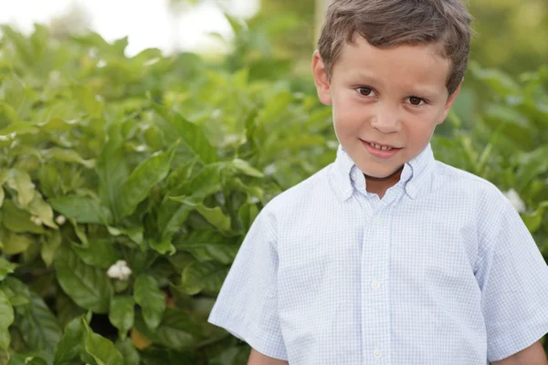 Мальчик у зеленых кустов — стоковое фото