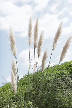 Plant bushels in a nature setting clipart