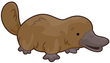 Platypus clipart