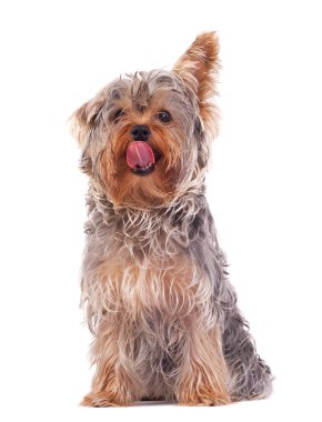 Yorkshire terrier burnunu yalama