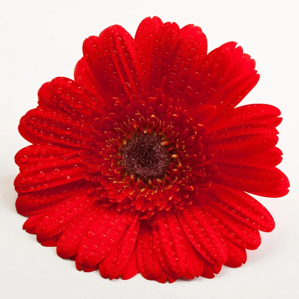Röd gerber daisy — Stockfoto
