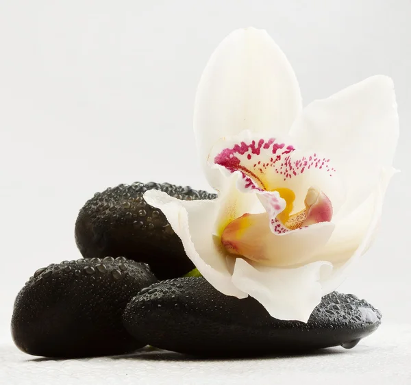 Pietre nere e orchidea — Foto Stock