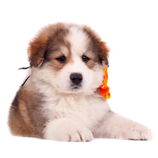 Kleine harige pup — Stockfoto