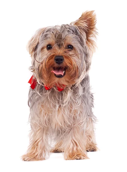 Flämtande yorkshire terrier — Stockfoto