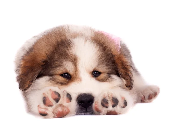 Filhote de cachorro bucovinean sheperd sonolento — Fotografia de Stock