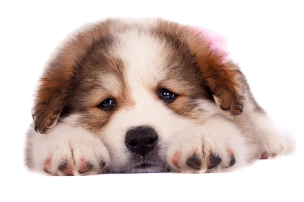 Slaperig bucovinean sheperd pup — Stockfoto