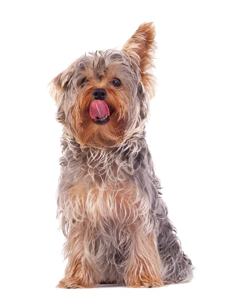 Yorkshire terrier burnunu yalama — Stok fotoğraf