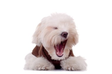 Yawn - Maltese dog puppy clipart