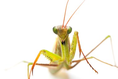 Closeup of praying mantis clipart