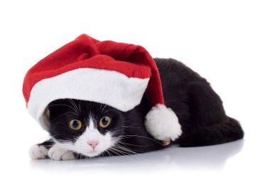 Christmas cat clipart