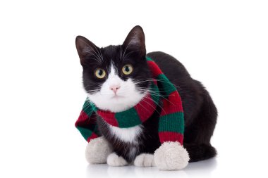 Christmas cat clipart