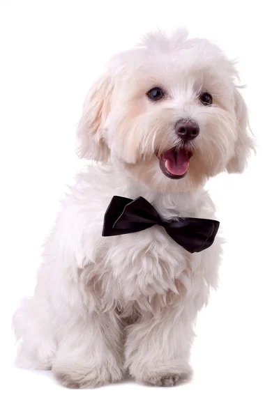 Bichon maltese with mouth open — Stock Photo, Image