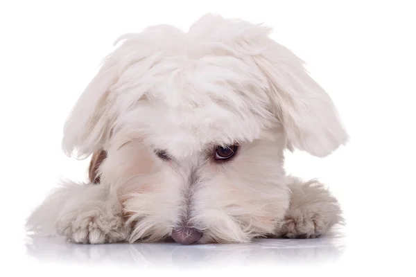 Cute face of a bichon — Stock Photo, Image