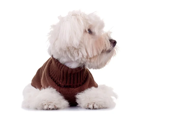 Bichon wearing clothes — Stock Photo, Image