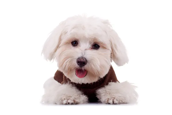 Bichon の子犬の服を着て — ストック写真