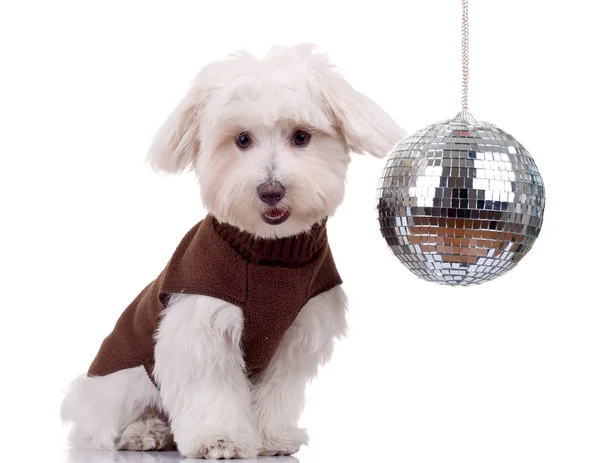 Stock image Bichon and disco ball