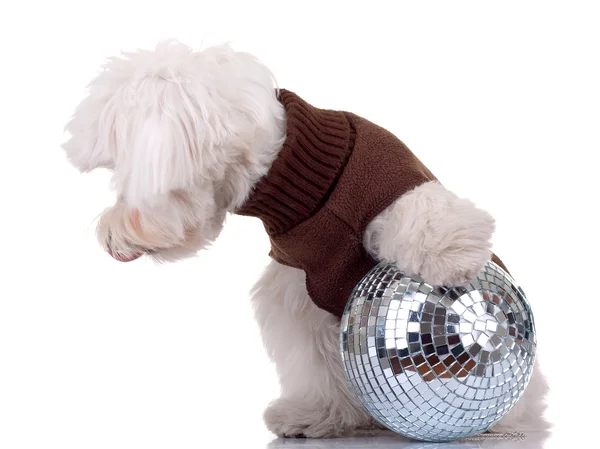 stock image Bichon playing with disco ball