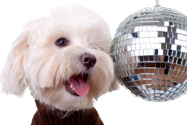 stock image Bichon face near a shinny disco ball