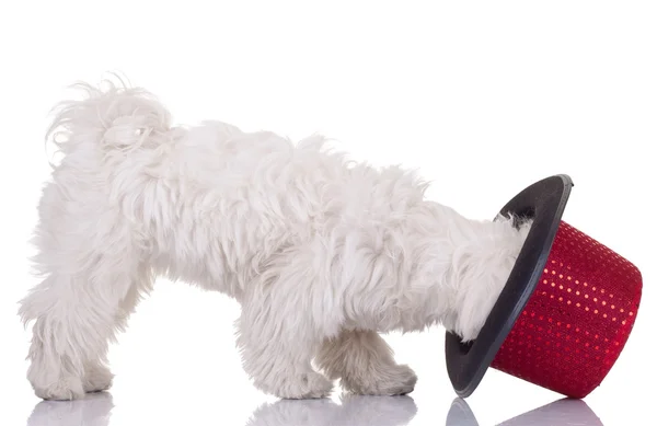 stock image Bichon maletese and a hat