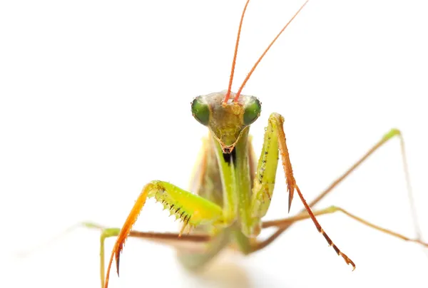 Close-up van praying mantis — Stockfoto