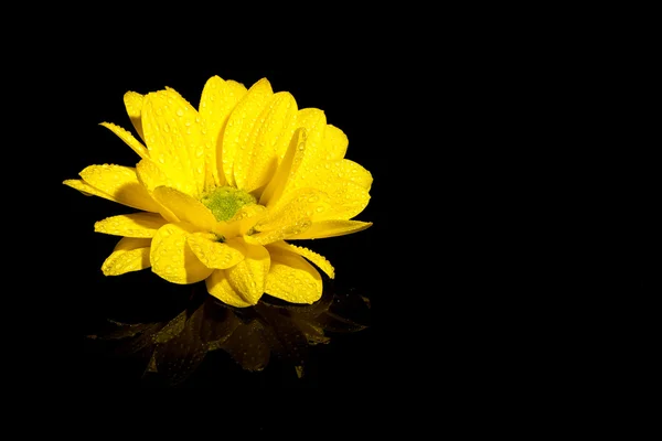 漂亮的黄色花 — 图库照片