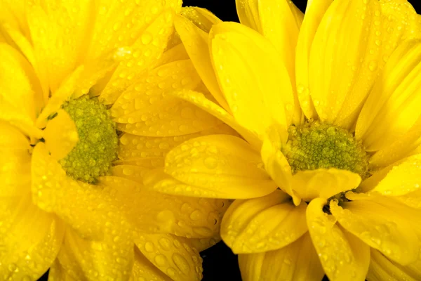 Makro képen a két sárga virágok — Stock Fotó