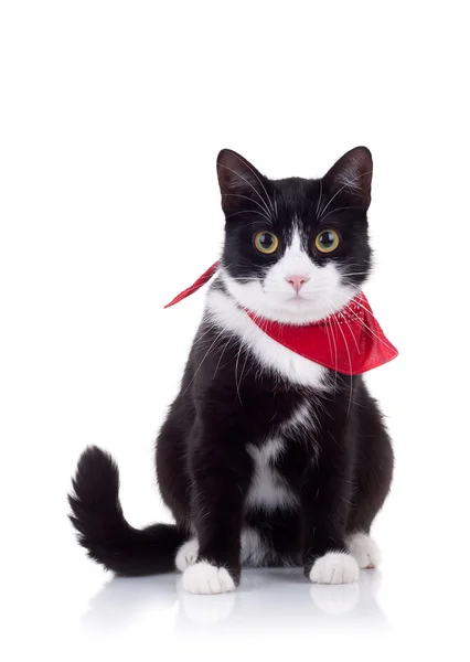 Gato preto e branco com cachecol vermelho — Fotografia de Stock
