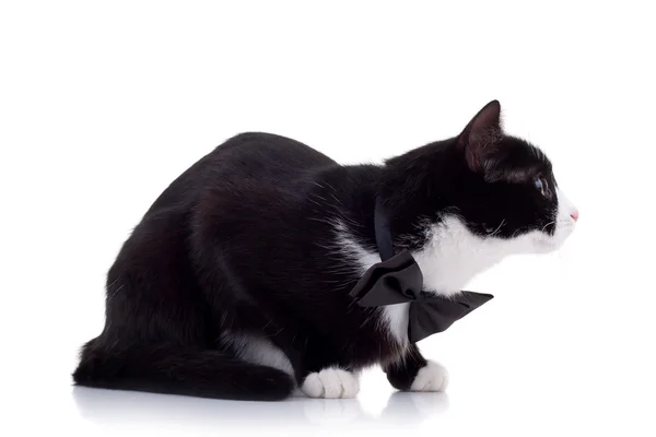 Niedliche schwarze und weiße Katze — Stockfoto