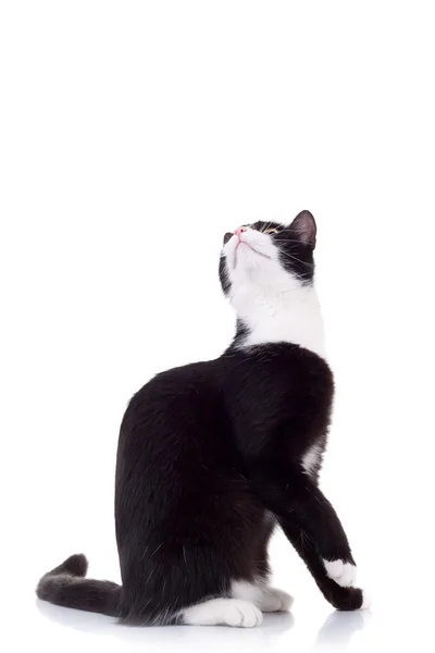 Słodkie czarny i biały kot — Zdjęcie stockowe