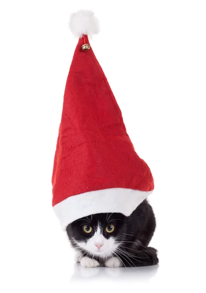 圣诞节的猫 — 图库照片