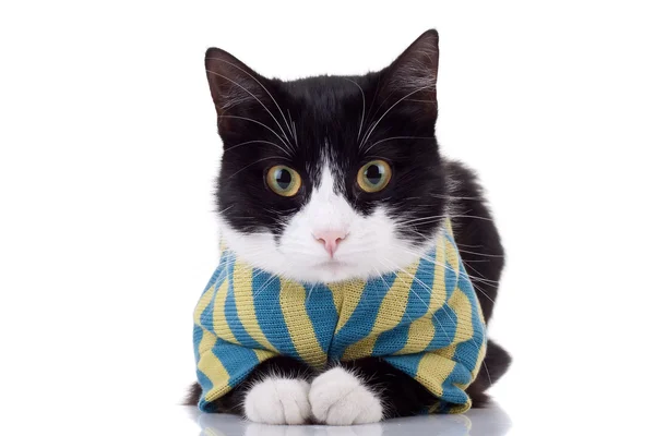 Черно-белый кот с одеждой — стоковое фото