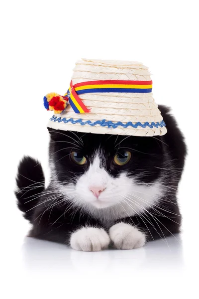 Söt svartvit katt med hatt — Stockfoto