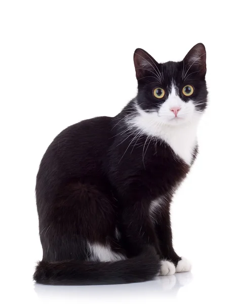 Seated cat looking at the camera Stock Picture