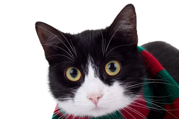 クリスマス猫 ストック画像