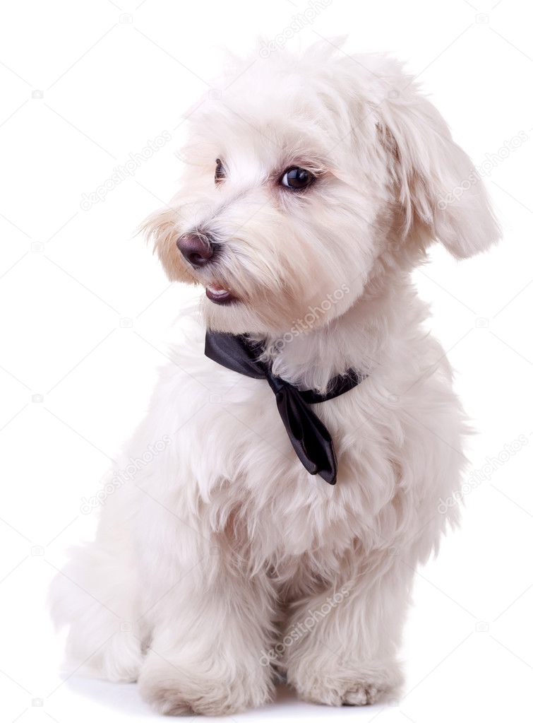 Bichon hot sale maltese black