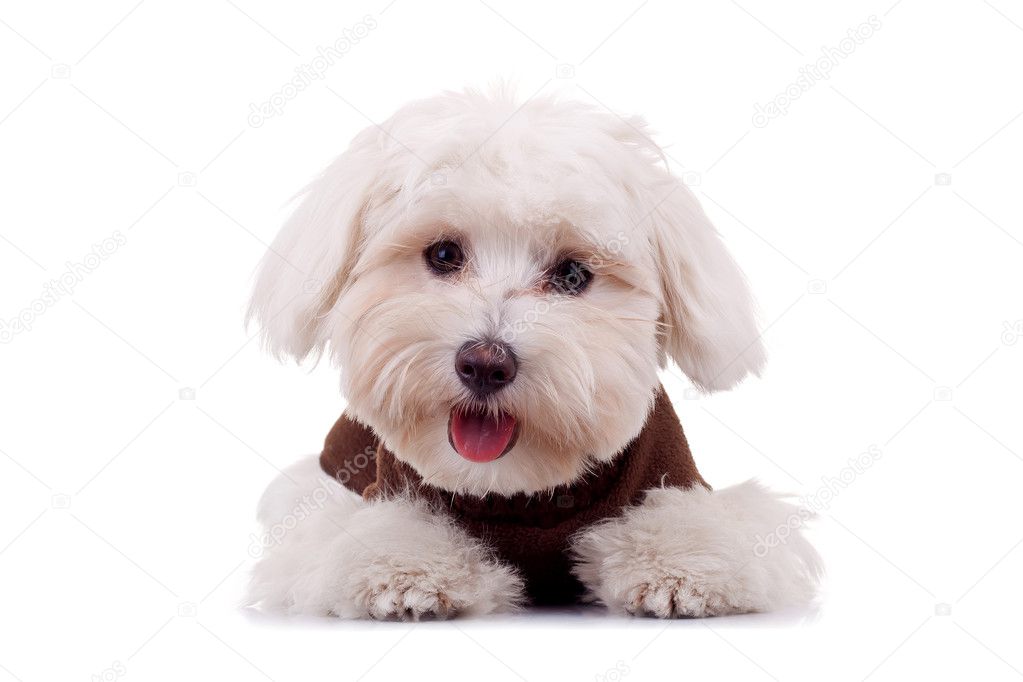 Bichon puppy with clothes