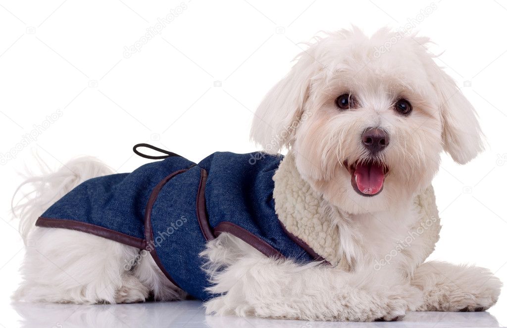 Bichon puppy