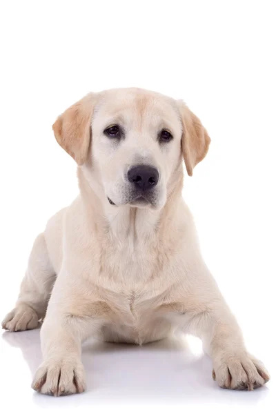 Seated Puppy Labrador — Stockfoto