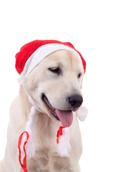 Retriever puppy wearing a santa hat — Stock Photo, Image