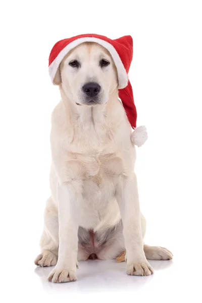 Pies w kapeluszu, santa — Zdjęcie stockowe