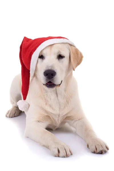 Retriever pup dragen een kerstmuts — Stockfoto