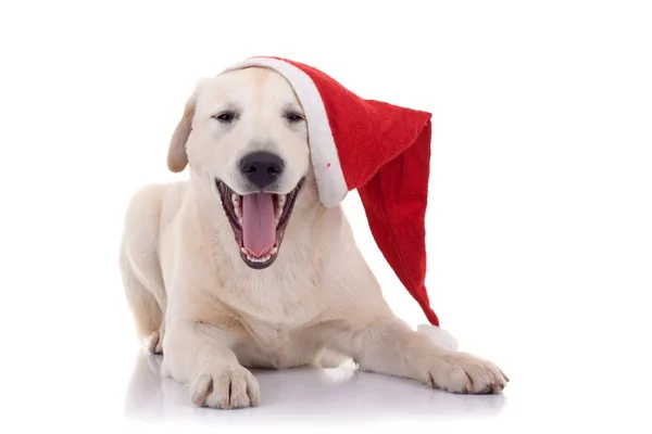 Labrador Retriever lacht — Stockfoto