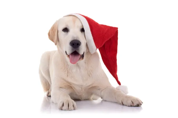 Retriever with red Santa Claus hat — Stock Photo, Image