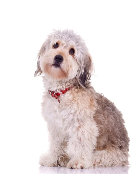 Περίεργος γενειοφόρος ποιμενικού σκύλου — Φωτογραφία Αρχείου
