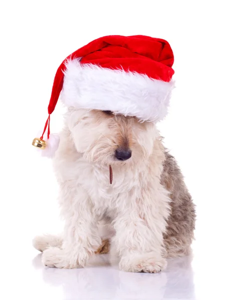 Bearded collie with santa hat — Stock Photo, Image