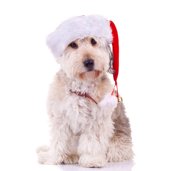 大胡子牧羊犬与圣诞老人帽子 — 图库照片