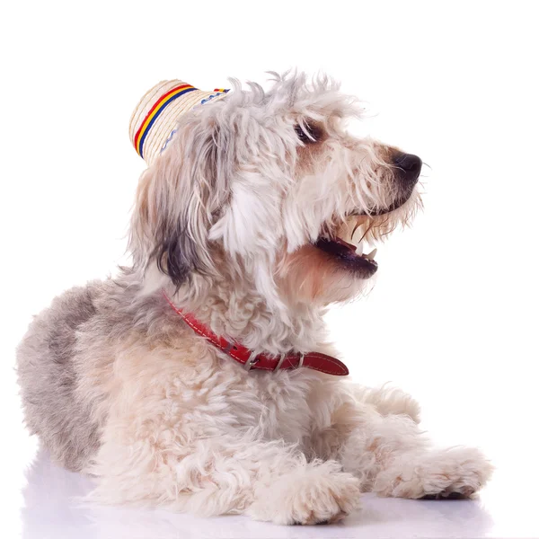 Cachorro de collie barbudo — Foto de Stock