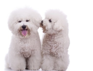 Two happy bichon frise dogs clipart